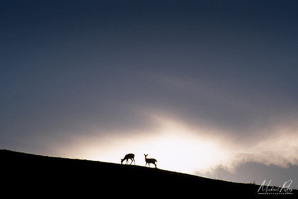 Deer on Ridge