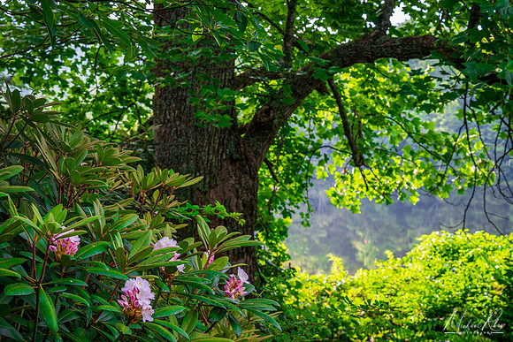 White Rhododendron at Price Lake (2022)