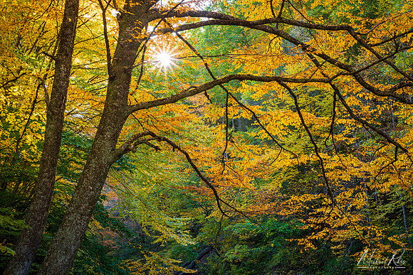 Autumn Foliage on Cherry River (2022)