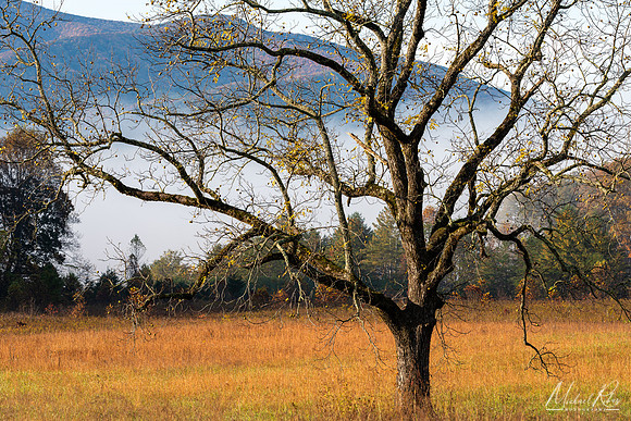 Black Walnut Tree at Cades Cove (2023)
