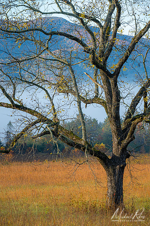 Black Walnut Tree, Cades Cove (2023)