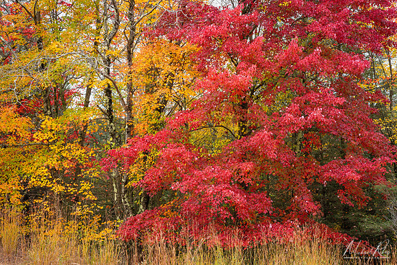 Fall Foliage at Blackwater Falls State Park (2023)