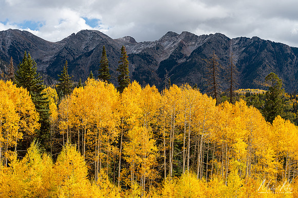 Golden Aspens Near Silverton (2023)