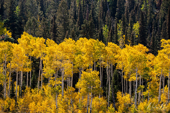 Golden Aspens (2021)