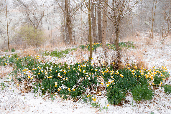 Daffodills in Snow (2023)