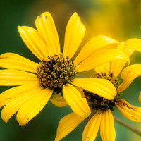 Summer Flowers (2023)
