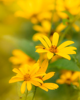 Summer Flowers (2023)