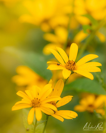 Summer Flowers (2023)