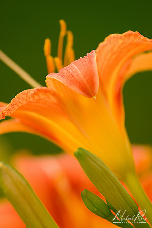 Daylilly