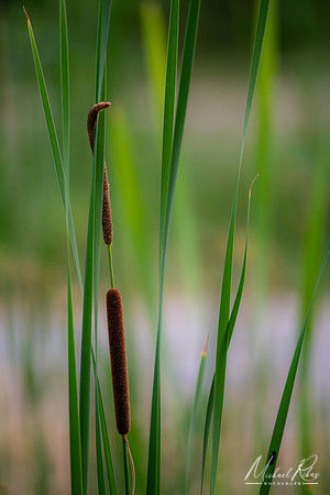 Cattail