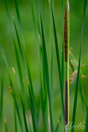 Spring Cattail (2023)