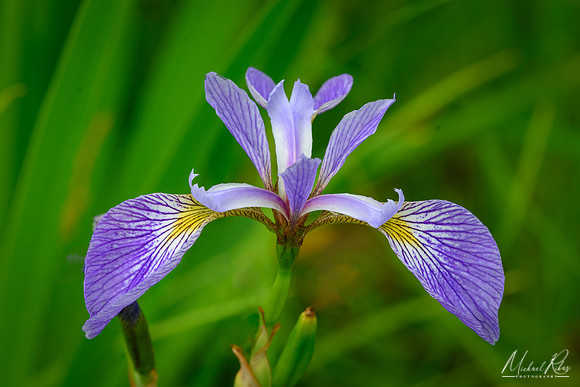 Iris (2023)