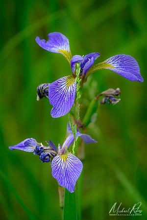 Iris (2023)