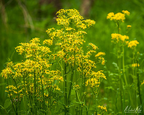 Goldenrod (2023)