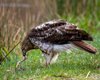 Red-Tailed Hawk Eating Prey (2023)