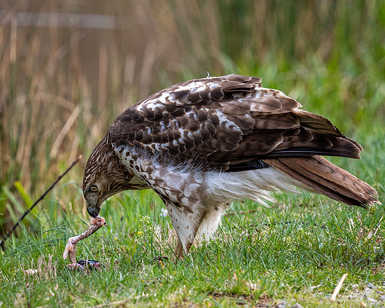 Red-Tailed Hawk Eating Prey (2023)