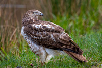 Red-Tailed Hawk Capturing Prey (2023)