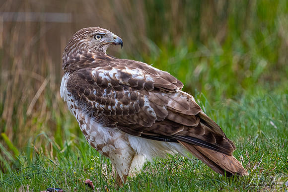Red-Tailed Hawk Capturing Prey (2023)