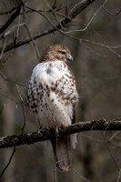 Red-Tailed Hawk (2023)