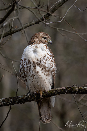 Red-Tailed Hawk (2023)