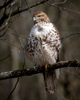 Red-Tailed Hawk (2023)
