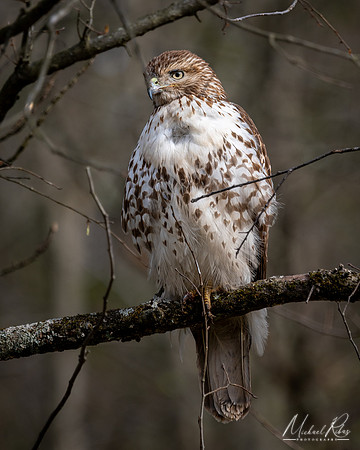 Red-Tailed Hawk (2023)