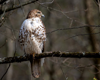 Red-Tailed Hawk (2023)