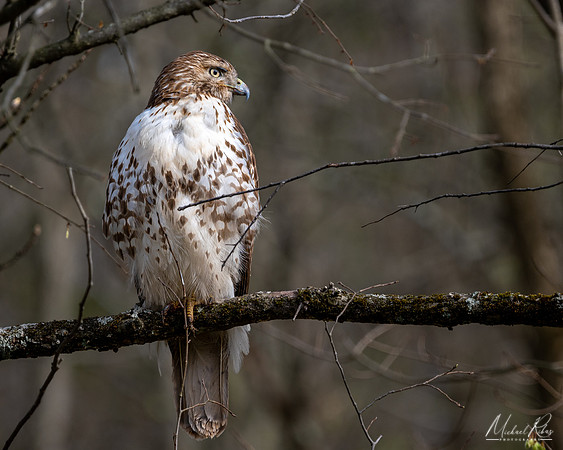 Red-Tailed Hawk (2023)