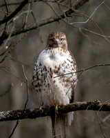 Red-Tailed Hawk 92023)