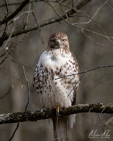 Red-Tailed Hawk 92023)