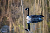 Canadian Geese (2023)