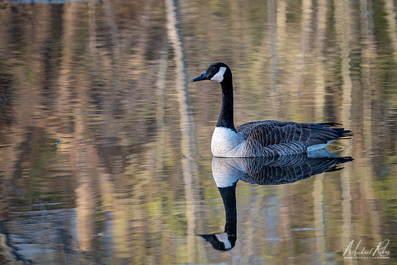 Canadian Geese (2023)