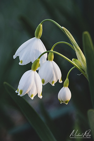 Snowdrops (2023)