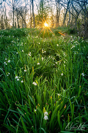 Snowdrop Field at Sunset (2023)