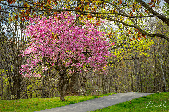 McDonough Park in Spring (2023)