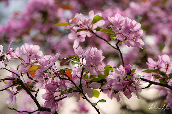 Cherry Blossums (2023)
