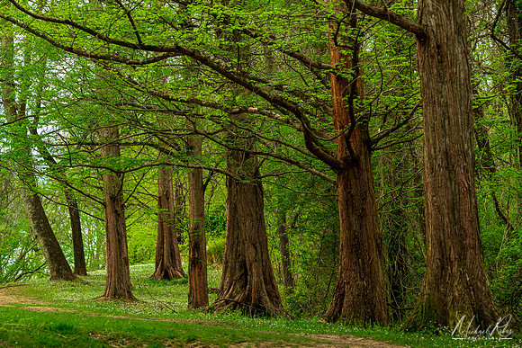 Dawn Redwood Grove Early Spring (2023)