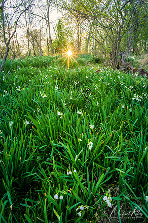 Sunset and Snowdrops (2023)