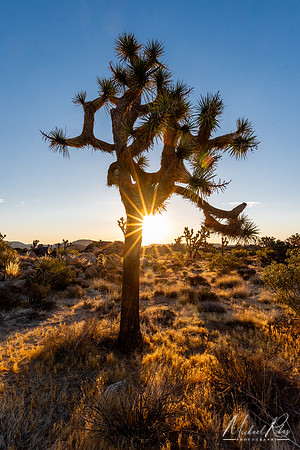 Sunrise at Joshua (2023)
