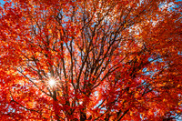 Sunshine Through the Autumn Leaves (2023)
