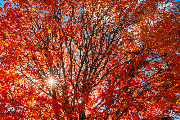 Sunshine Through the Autumn Leaves (2023)