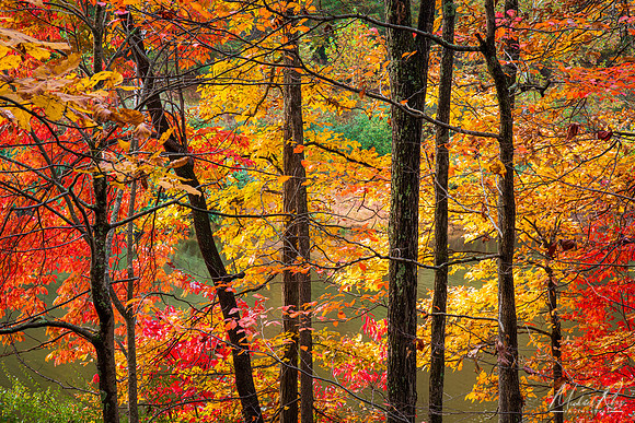 Autumn Foliage, Mountwood Park (2023)