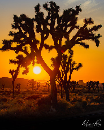 Joshua Tree Sunset (2023)