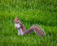 Grey Squirrel (2023)