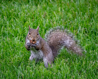 Squirrel Holding it's Meal (2023)