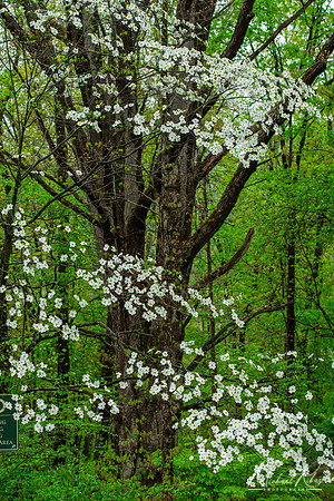Dogwoods (2023)