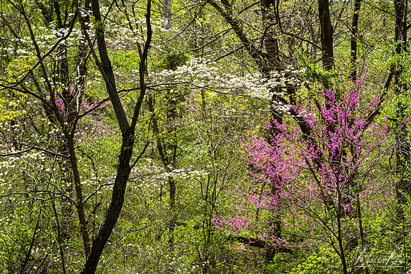 Dogwoods and Redbud (2023)