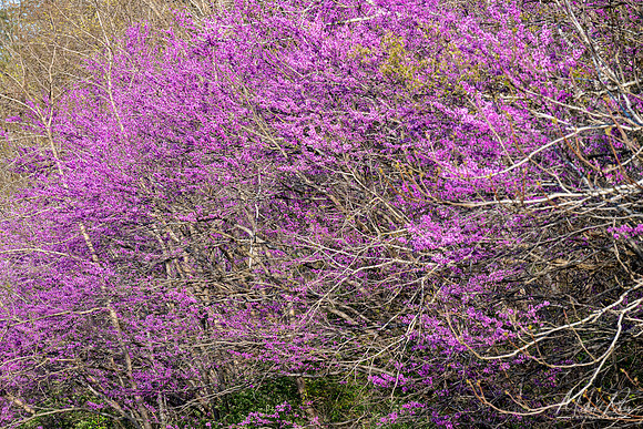 Redbuds (2023)