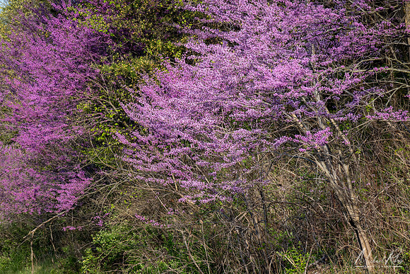 Redbuds (2023)