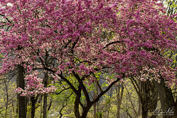 Pink Cherry Blossum Tree (2023)
